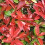 Photonia fraseri 'Red Robin'